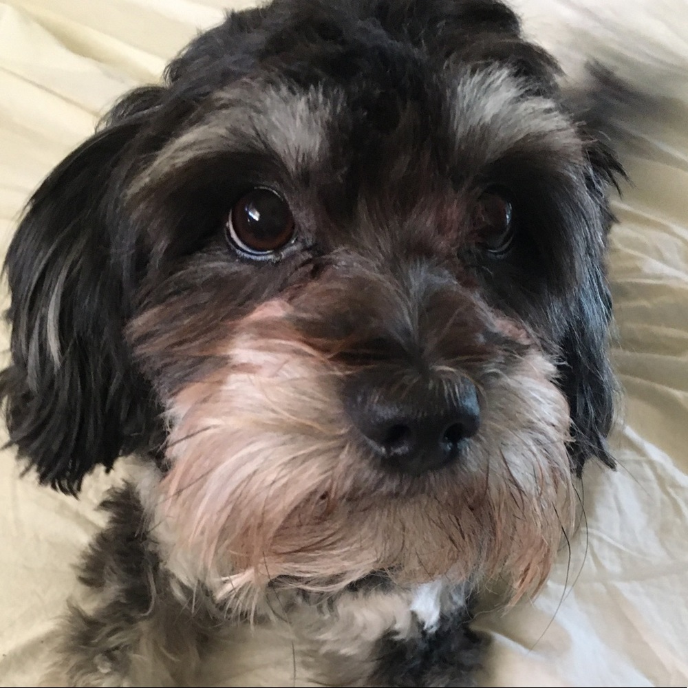 Hello 😄🐶❤️🐶 - Picture 4 of 11